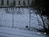 Snow in Belgium (zoo) Find cyber-chicky!